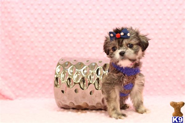 CMPuppyHeaven Picture 1